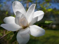 /album/plants/plant-3-jpg/